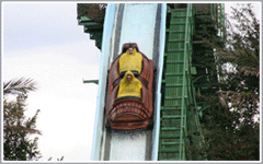 Busch Gardens Tampa Attractions